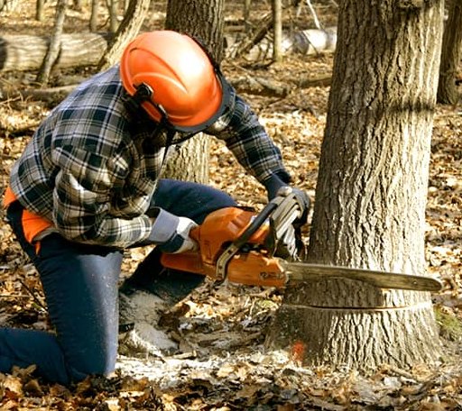 Tree Removal in Chatham, VA
